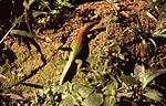 Ameiva ameiva Ameiva ameiva.jpg