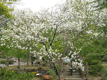 Amelanchier asiatica