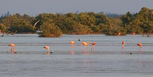 Plameňák americký (Phoenicopterus ruber) (5179965426) (2) .jpg