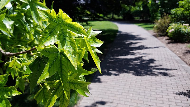 File:American Sweetgum (34920763860).jpg