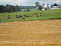 Amish Farm Lancaster County, PA 4.jpg
