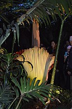 Floro de Amorphophallus titanum ĉe Muttart, 2015