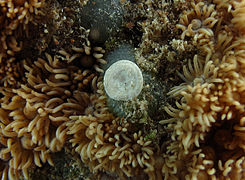 Amphisorus hemprichii, tubo a spirale (Tubothalamea)