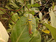 A locust spotted near the water body An unknown insect spotted near The Adyar Poonga's waterbody.jpg