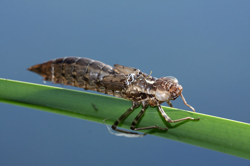 File:Anax imperator exuvia.jpg