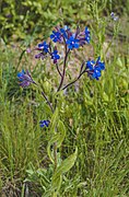 Anchusa azurea (Buglosse d'Italie)