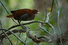 Andaman crake Andaman crake.jpg