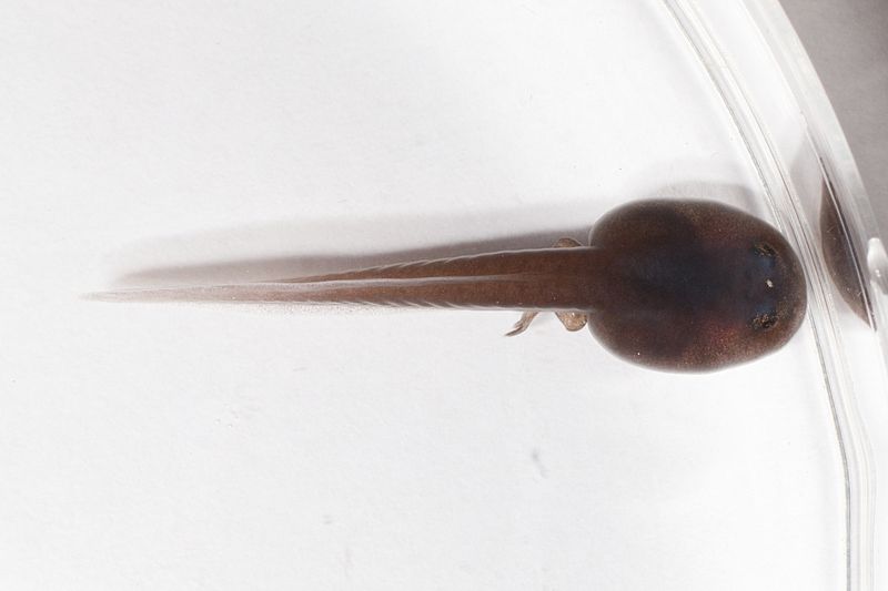 File:Andinobates geminisae tadpole - first ever captive bred individual at the Panama Amphibian Rescue and Conservation Project (16384836846).jpg