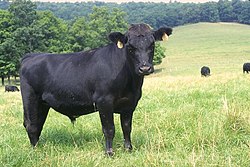 Aberdeen Angus tyr