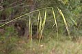 Anisopogon avenacea