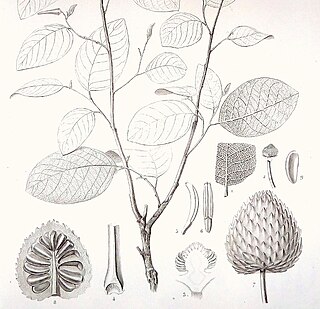 <i>Annona bullata</i> species of plant