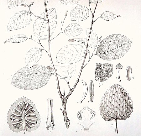 Annona_bullata