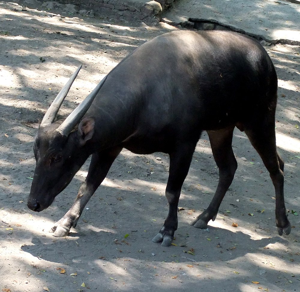 The average litter size of a Anoa is 1
