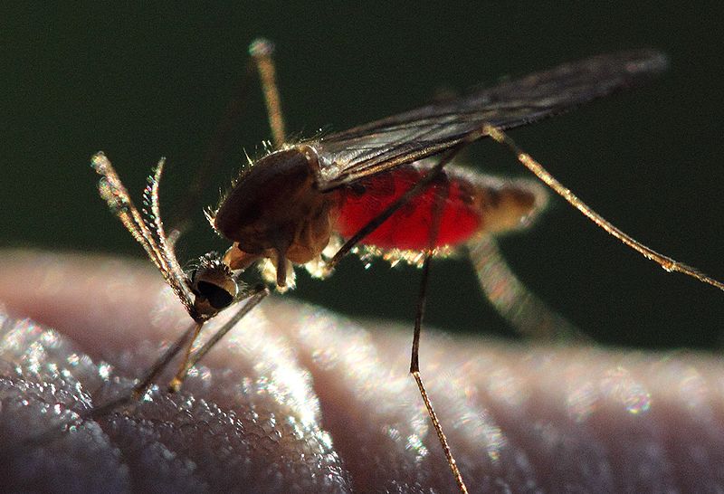 File:Anopheles mosquito engorged with human blood.jpg