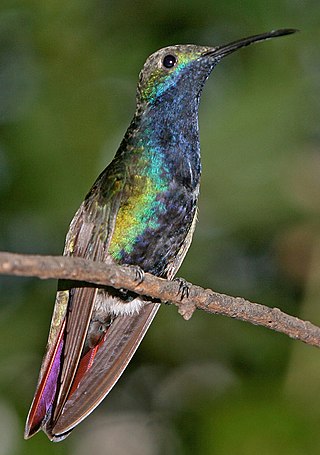 <span class="mw-page-title-main">Black-throated mango</span> Species of hummingbird