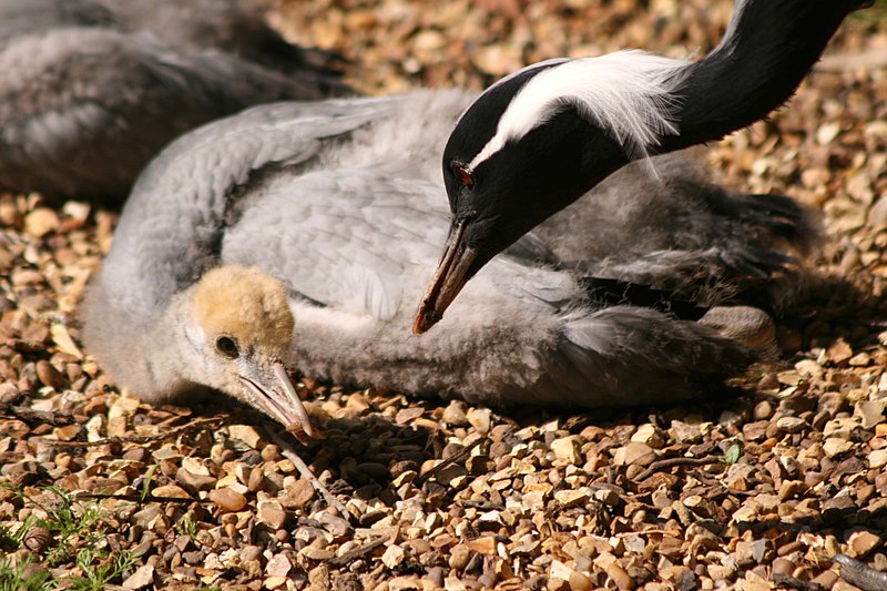 File:Anthropoides virgo at Twycross Zoo-8.jpg