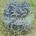 * Nomination Corkscrew tentacle sea anemone (Macrodactyla doreensis), Anilao, Philippines --Poco a poco 09:15, 29 June 2024 (UTC) * Promotion  Support Good quality.--Tournasol7 10:15, 29 June 2024 (UTC)