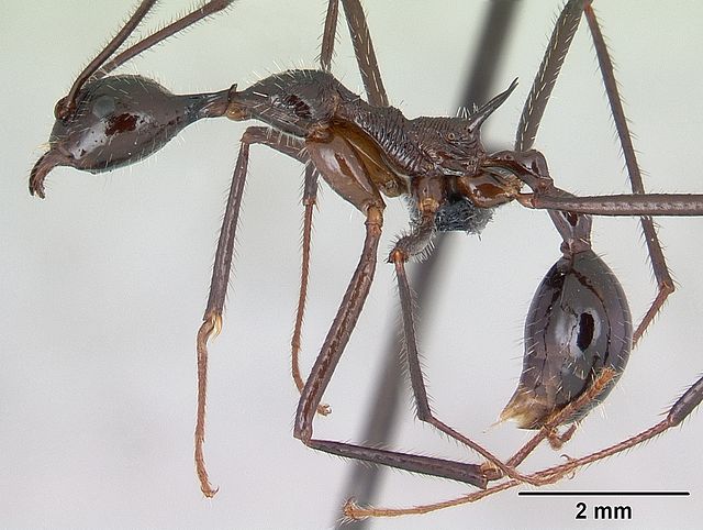 Aphaenogaster gonacantha worker