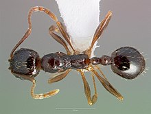 Aphaenogaster occidentalis casent0005725 дорсальный 1.jpg