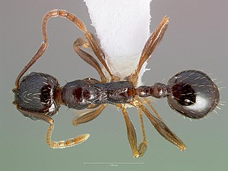 <i>Aphaenogaster occidentalis</i> Species of ant