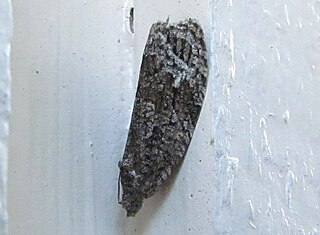 <i>Apotomis inundana</i> Species of moth