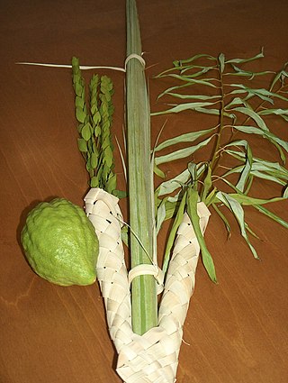 <i>Lulav</i> Closed frond of the date palm tree