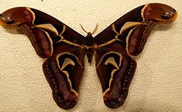 Archaeoattacus edwardsii