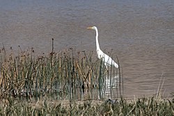 Ardea alba - Great Egret, Sivas 01-1.jpg