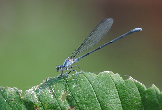 Argia moesta