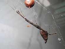 Argyrodes fissifrons.jpg