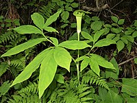 Arisaema planilaminum