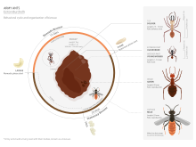 Behaviour and organization of a bivouac Army ant Eciton Burchelli.svg