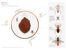 soldier ant size