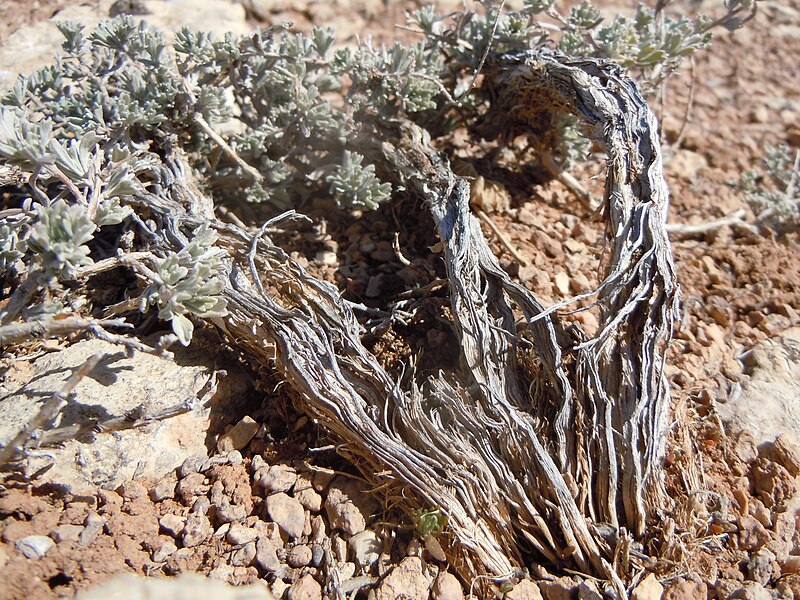 File:Artemisia bigelovii — Matt Lavin 017.jpg