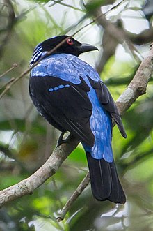Asian Fairy-bluebird (Irena puella) (cropped).jpg