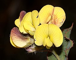 Aspalathus Perfoliata: Plantspesie