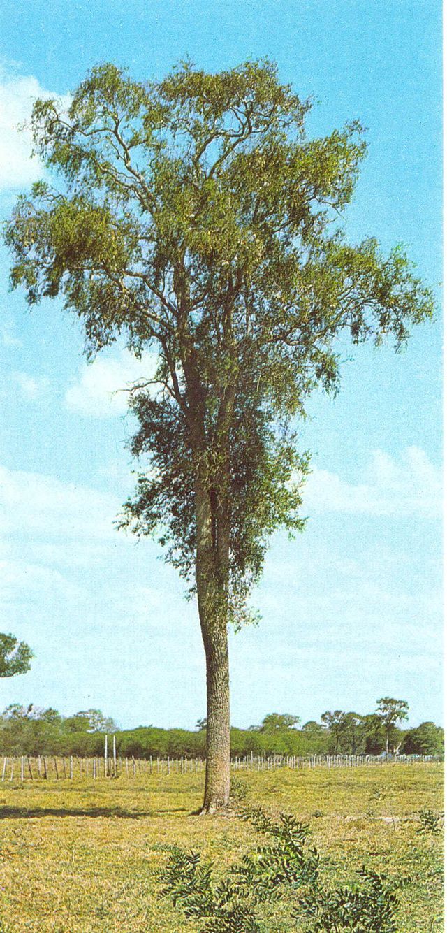 Дерево кебрачо Аргентина