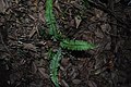 Asplenium sellowianum