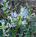 Astragalus beckwithii var. purpureus