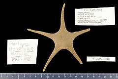 File:Astroceramus eleaumei (MNHN-IE-2007-1043) 01.jpg (Category:Echinodermata in the Muséum national d'histoire naturelle)