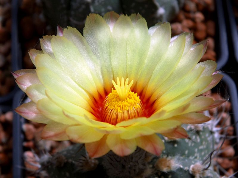 File:Astrophytum flower 224.jpg