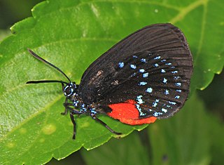 Sưu tập Bộ cánh vảy 3 - Page 37 320px-Atala_-_Eumaeus_atala%2C_Fairchild_Tropical_Gardens%2C_Coral_Gables%2C_Florida_%2823999580807%29