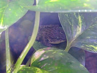 <i>Atelopus balios</i> Species of amphibian