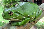 Australian green tree frog (Litoria caerulea) (Litoria caerulea)