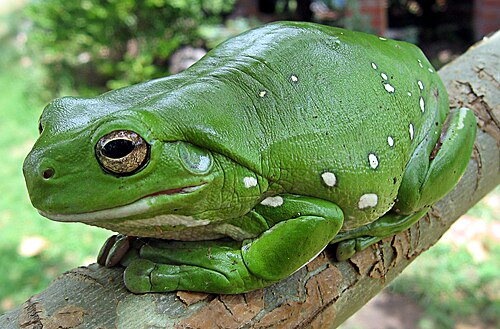 Australia green tree frog (Litoria caerulea) crop.jpg