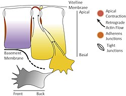 Ingressie bij een vogel-embryo. Voordat de ingressie van de mesenchymcellen kan plaatsvinden, moeten de epitheelcellen apicaal samentrekken en de zonula occludens (tight junctions) en zonula adhaerens (adherens junctions) met hun buurcellen losmaken. Tijdens het proces van ingressie krijgen de epitheelcellen trekkracht van de naburige cellen, vormen de epitheelcellen uitsteeksels en glijden de naburige cellen naar beneden, vermoedelijk met behulp van een afnemende actinestroom (zwarte pijlen). Ten slotte verkrijgt de ingresserende cel een mesenchymaal fenotype en is de apicobasale polariteit omgezet in een voor-achter (front-back) polariteit