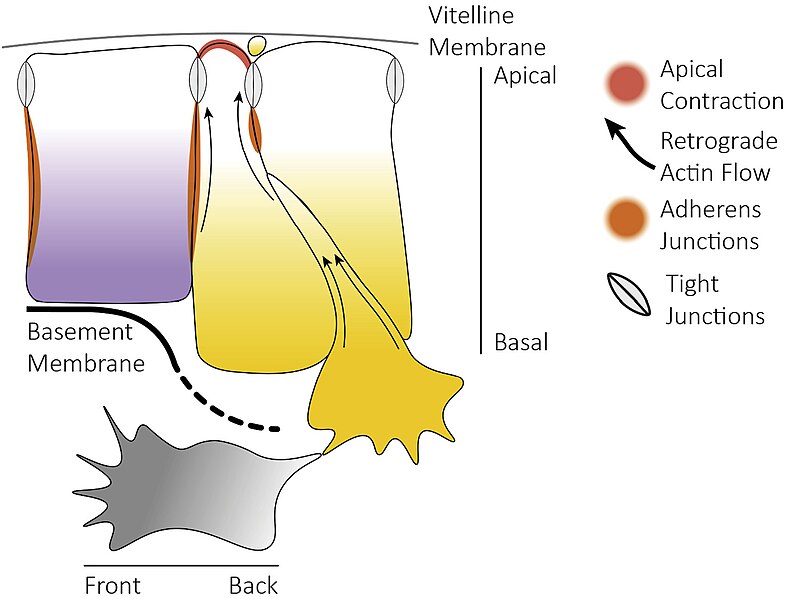 File:Aves gastrulation Mechanism of cell ingression.jpg