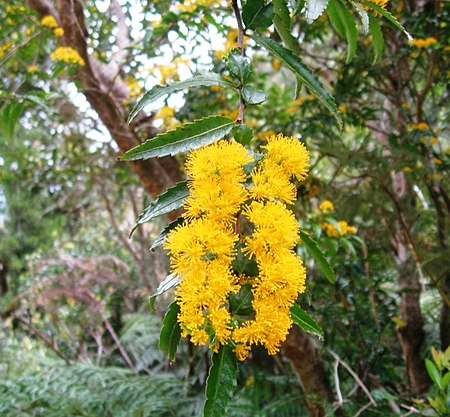 Azara lanceolata