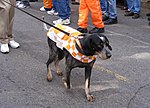 Smokey IX before a November 2007 game against Vanderbilt. BTSmokey.JPG