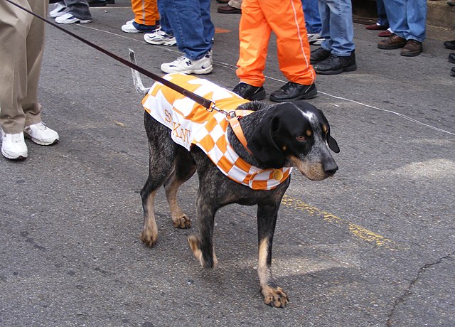 Smokey IX before a November 2007 game against Vanderbilt.